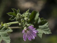 Malva sylvestris 10, Groot kaasjeskruid, Saxifraga-Willem van Kruijsbergen