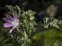 Malva sylvestris 11, Groot kaasjeskruid, Saxifraga-Jan van der Straaten