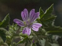 Malva sylvestris 12, Groot kaasjeskruid, Saxifraga-Willem van Kruijsbergen