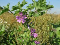 Malva sylvestris 13, Groot kaasjeskruid, Saxifraga-Rutger Barendse
