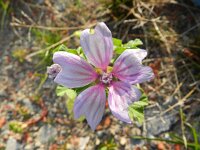 Malva sylvestris 15, Groot kaasjeskruid, Saxifraga-Rutger Barendse