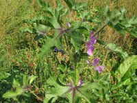 Malva sylvestris 16, Groot kaasjeskruid, Saxifraga-Rutger Barendse