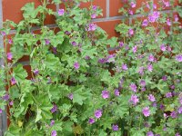 Malva sylvestris 17, Groot kaasjeskruid, Saxifraga-Rutger Barendse
