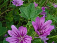 Malva sylvestris 18, Groot kaasjeskruid, Saxifraga-Ed Stikvoort
