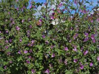 Malva sylvestris 19, Groot kaasjeskruid, Saxifraga-Ed Stikvoort