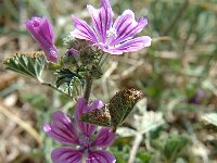 Malva sylvestris 2, Groot kaasjeskruid, Saxifraga-Jan van der Straaten