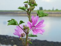 Malva sylvestris 20, Groot kaasjeskruid, Saxifraga-Ed Stikvoort