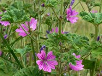 Malva sylvestris 22, Groot kaasjeskruid, Saxifraga-Ed Stikvoort