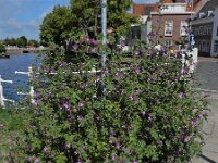 Malva sylvestris 23, Groot kaasjeskruid, Saxifraga-Ed Stikvoort