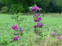 Malva sylvestris 24, Groot kaasjeskruid, Saxifraga-Ab H Baas