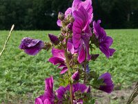 Malva sylvestris 27, Groot kaasjeskruid 03, Saxifraga-Ab H Baas