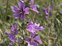 Malva sylvestris 28 Groot kaasjeskruid, Saxifraga-Willem van Kruijsbergen