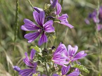 Malva sylvestris 29, Groot kaasjeskruid, Saxifraga-Willem van Kruijsbergen