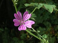 Malva sylvestris 3, Groot kaasjeskruid, Saxifraga-Jan van der Straaten