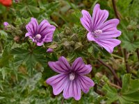 Malva sylvestris 30, Groot kaasjeskruid, Saxifraga-Harry Jans