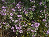 Malva sylvestris 31, Groot kaasjeskruid, Saxifraga-Harry Jans