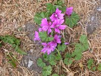 Malva sylvestris 4, Groot kaasjeskruid, Saxifraga-Peter Meininger