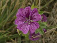 Malva sylvestris 5, Groot kaasjeskruid, Saxifraga-Jan van der Straaten