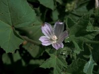 Malva sylvestris 6, Groot kaasjeskruid, Saxifraga-Jan van der Straaten