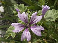 Malva sylvestris 7, Groot kaasjeskruid, Saxifraga-Jan van der Straaten