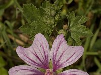 Malva sylvestris 8, Groot kaasjeskruid, Saxifraga-Willem van Kruijsbergen