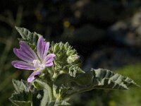 Malva sylvestris 9, Groot kaasjeskurid, Saxifraga-Jan van der Straaten