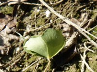 Marsilea quadrifolia 2, Saxifraga-Jasenka Topic