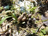 Marsilea quadrifolia 4, Saxifraga-Jasenka Topic