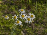 Matricaria chamomilla 15, Echte kamille, Saxifraga-Jan van der Straaten