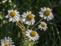 Matricaria chamomilla 19, Echte kamille, Saxifraga-Jan van der Straaten