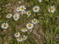 Matricaria chamomilla 20, Echte kamille, Saxifraga-Jan van der Straaten