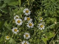 Matricaria chamomilla 21, Echte kamille, Saxifraga-Jan van der Straaten