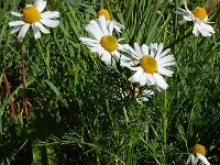 Matricaria chamomilla 22, Echte kamille, Saxifraga-Ed Stikvoort