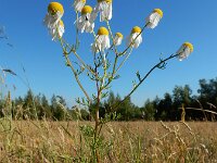 Matricaria chamomilla 25, Echte kamille, Saxifraga-Ed Stikvoort