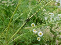 Matricaria chamomilla 5, Echte kamille, Saxifraga-Ab H Baas