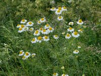 Matricaria chamomilla 6, Echte kamille, Saxifraga-Ab H Baas
