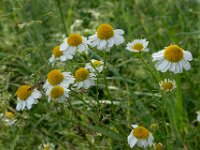 Matricaria chamomilla 8, Echte kamille, Saxifraga-Ab H Baas