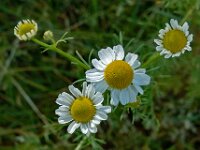 Matricaria chamomilla 9, Echte kamille, Saxifraga-Ab H Baas