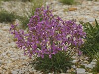 Matthiola fruticulosa ssp valesiaca 1, Saxifraga-Harry Jans