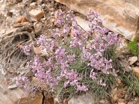 Matthiola fruticulosa ssp valesiaca 2, Saxifraga-Harry Jans