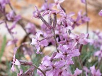 Matthiola fruticulosa ssp valesiaca 3, Saxifraga-Harry Jans