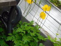 Meconopsis cambrica 10, Schijnpapaver, Saxifraga-Ed Stikvoort