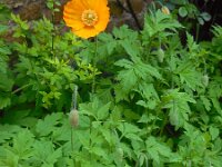 Meconopsis cambrica 16, Schijnpapaver, Saxifraga-Ed Stikvoort
