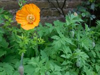 Meconopsis cambrica 17, Schijnpapaver, Saxifraga-Ed Stikvoort