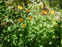 Meconopsis cambrica 18, Schijnpapaver, Saxifraga-Rutger Barendse