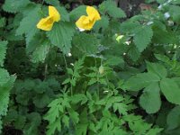Meconopsis cambrica 2, Schijnpapaver, Saxifraga-Rutger Barendse