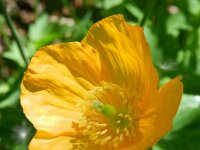 Meconopsis cambrica 20, Schijnpapaver, Saxifraga-Rutger Barendse