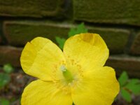 Meconopsis cambrica 22, Schijnpapaver, Saxifraga-Rutger Barendse