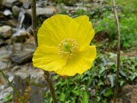 Meconopsis cambrica 23, Schijnpapaver, Saxifraga-Rutger Barendse