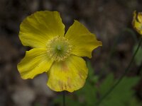 Meconopsis cambrica 3, Schijnpapaver, Saxifraga-Willem van Kruijsbergen